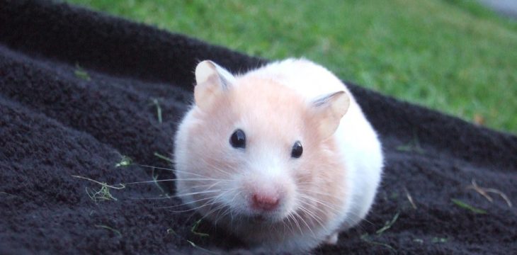Factors to Consider When Buying a Hamster Cage