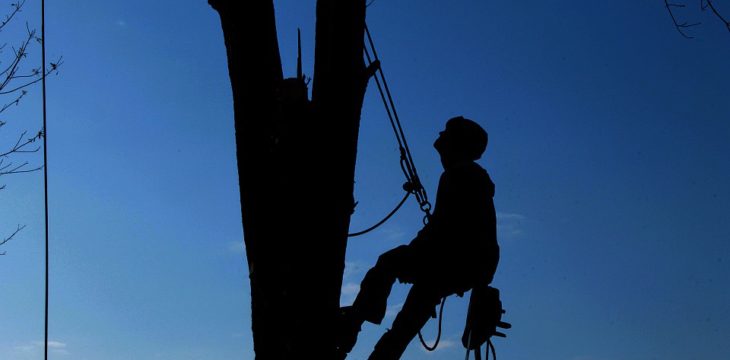 What To Look For When Choosing A Tree Removal Company