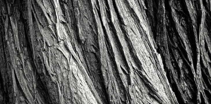 Best tips when hiring a professional tree lopper