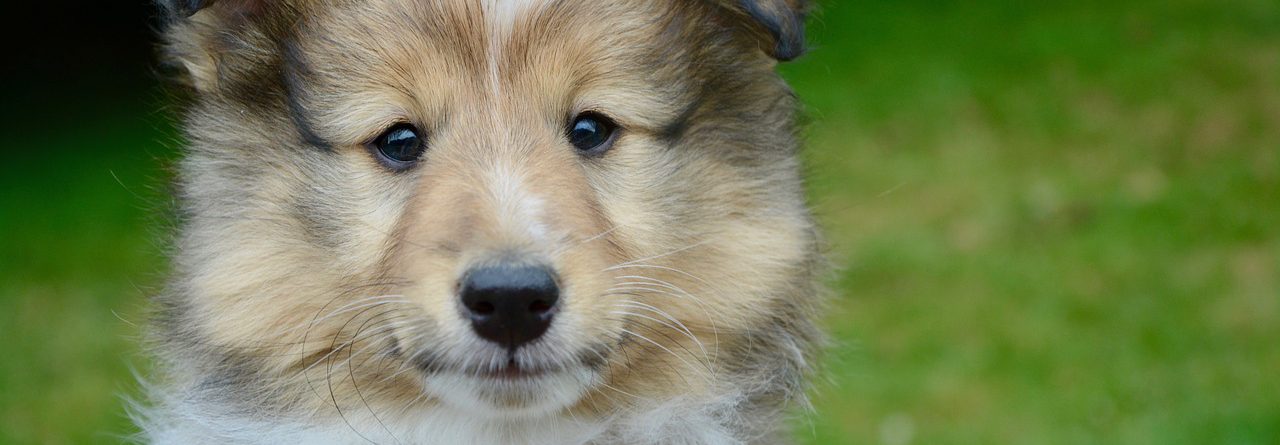 Beginner grooming tips for your dog