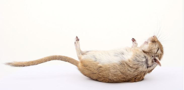 Is North Houston, Texas a Pest and Rodents Hub? – How to Control