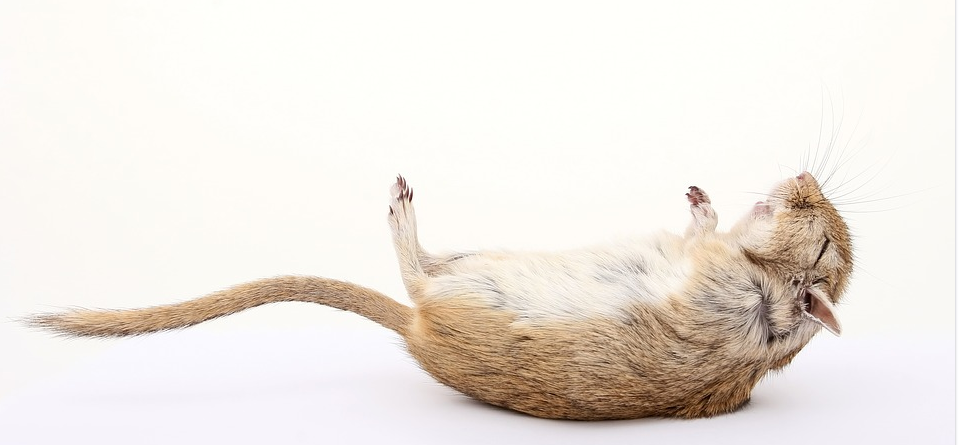 Is North Houston, Texas a Pest and Rodents Hub? – How to Control